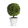 Napa  BOXWOOD SINGLE 11" BALL TOPIARY IN POT