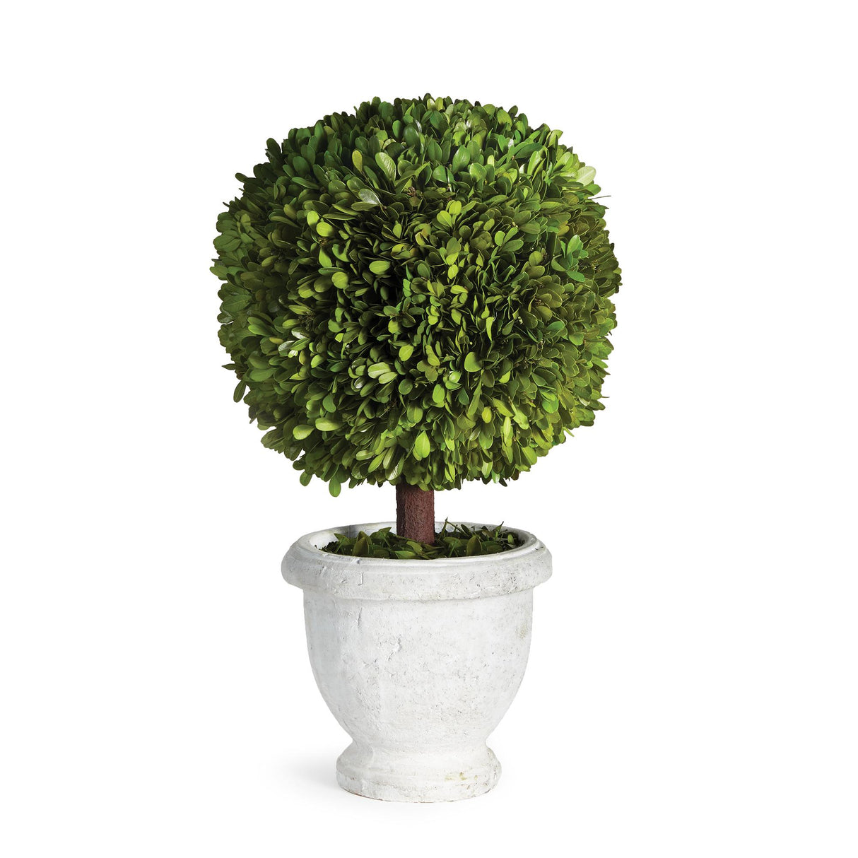 Napa  BOXWOOD SINGLE 11" BALL TOPIARY IN POT