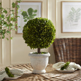 Napa  BOXWOOD SINGLE 11" BALL TOPIARY IN POT