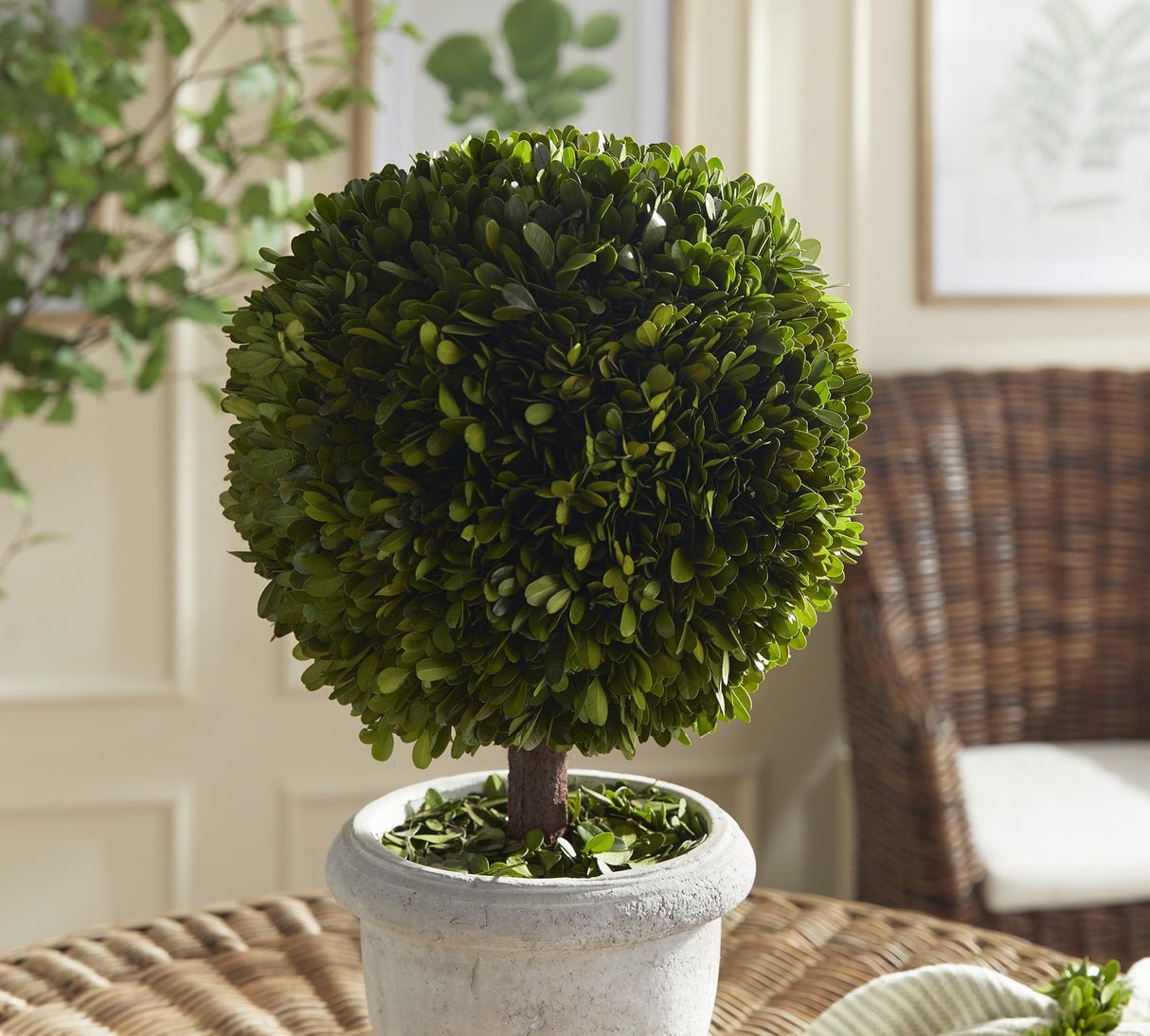 Napa  BOXWOOD SINGLE 11" BALL TOPIARY IN POT