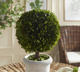 Napa  BOXWOOD SINGLE 11" BALL TOPIARY IN POT