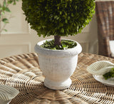 Napa  BOXWOOD SINGLE 11" BALL TOPIARY IN POT