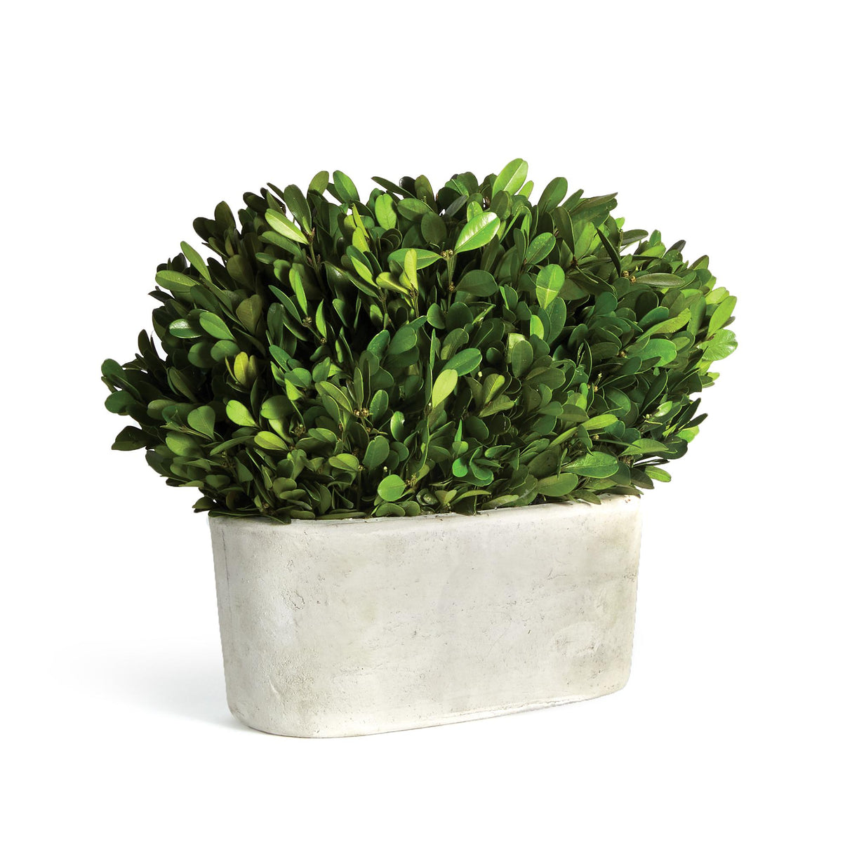 Napa  BOXWOOD BUSH IN OVAL POT