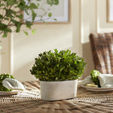 Napa  BOXWOOD BUSH IN OVAL POT