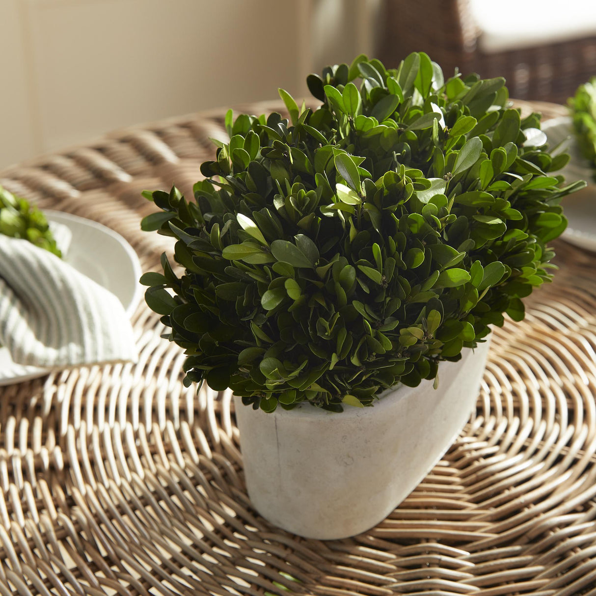 Napa  BOXWOOD BUSH IN OVAL POT