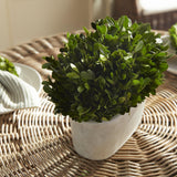 Napa  BOXWOOD BUSH IN OVAL POT