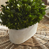 Napa  BOXWOOD BUSH IN OVAL POT