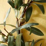 Napa Sage OLIVE WREATH WITH OLIVES 16"
