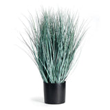 Napa BlueGreen BLUE OAT GRASS DROP-IN 32"