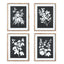 Napa  MONOCHROME BOTANICAL PRINTS, SET OF 4