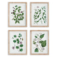 Napa Includes mat VERDANT BRANCH PRINTS, SET OF 4