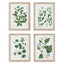 Napa Includes mat VERDANT BRANCH PRINTS, SET OF 4