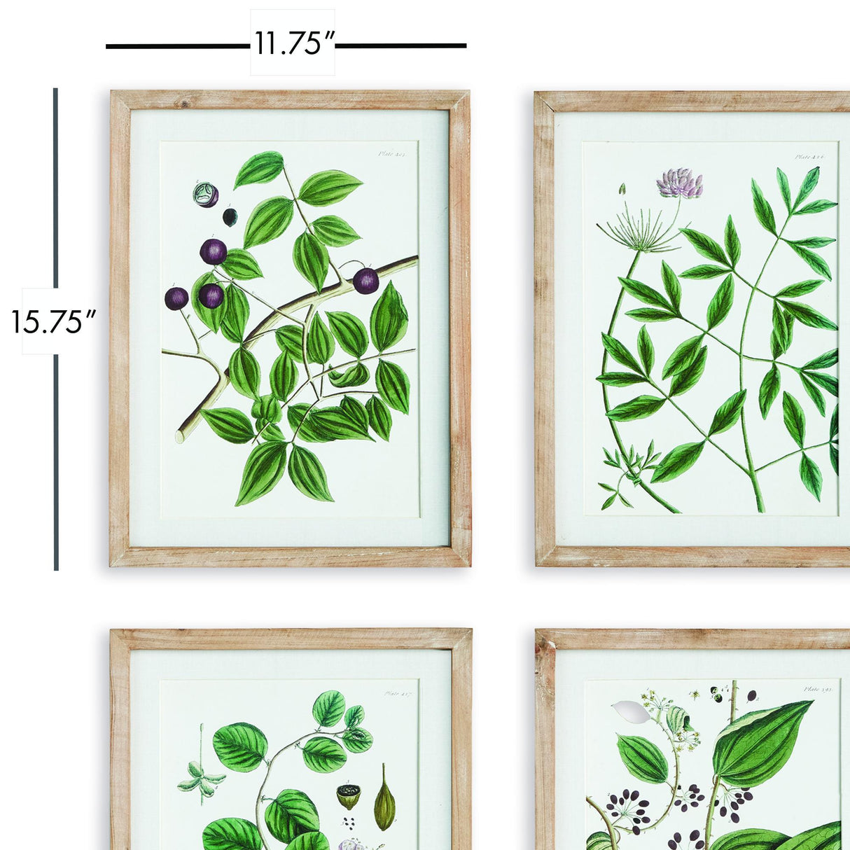 Napa Includes mat VERDANT BRANCH PRINTS, SET OF 4