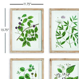 Napa Includes mat VERDANT BRANCH PRINTS, SET OF 4