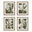 Napa  TRANSLUCENT STEM PRINTS, SET OF 4