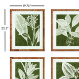 Napa  TRANSLUCENT STEM PRINTS, SET OF 4