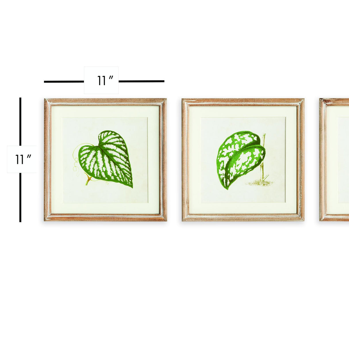Napa  LEAF CUTTINGS PETITE PRINTS, SET OF 3