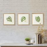 Napa  LEAF CUTTINGS PETITE PRINTS, SET OF 3