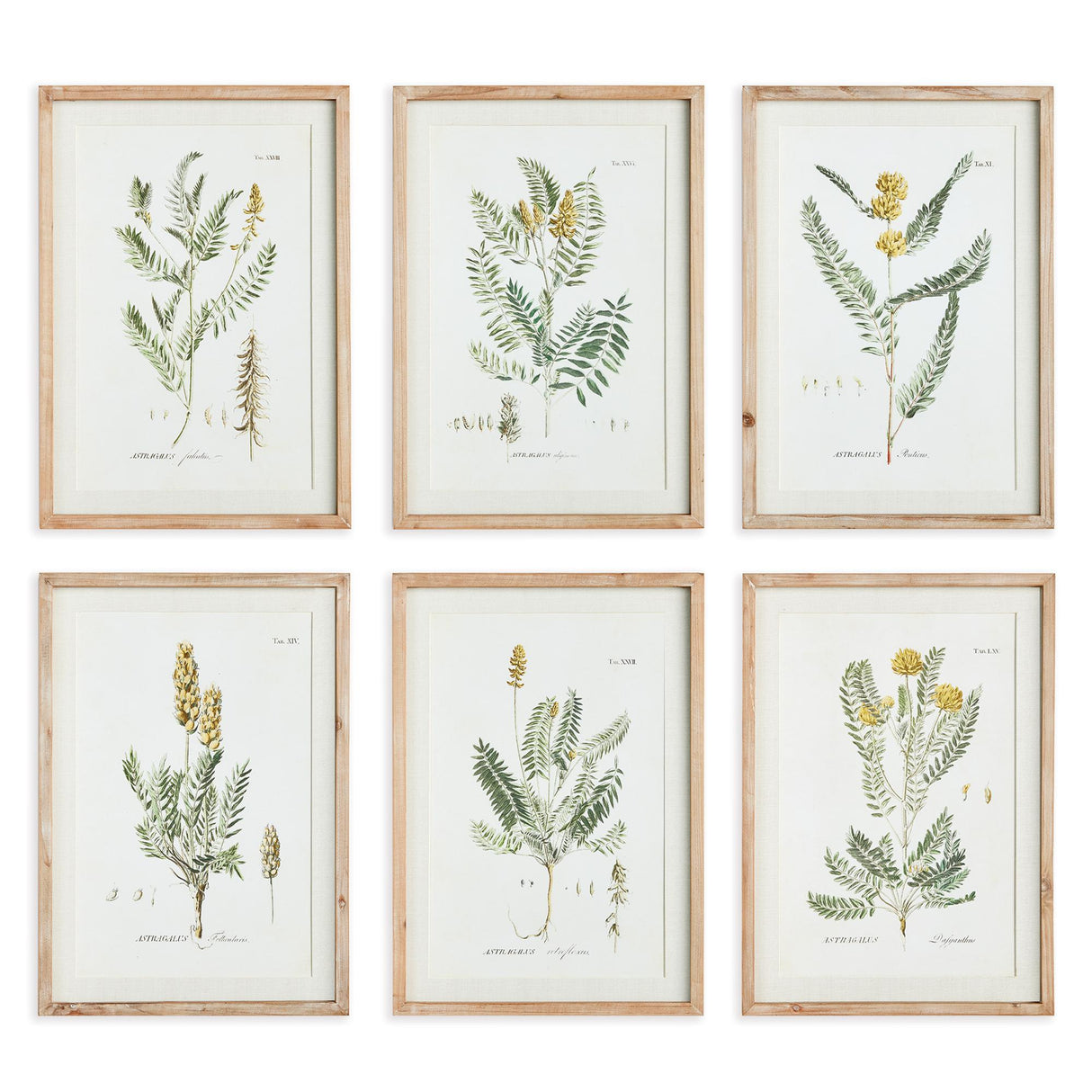 Napa  MID-SUMMER BLOOMS PRINTS, SET OF 6
