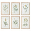 Napa  MID-SUMMER BLOOMS PRINTS, SET OF 6