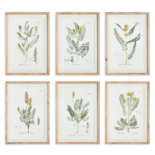 Napa  MID-SUMMER BLOOMS PRINTS, SET OF 6