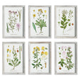 Napa  PERENNIAL BOTANICAL STUDY, SET OF 6