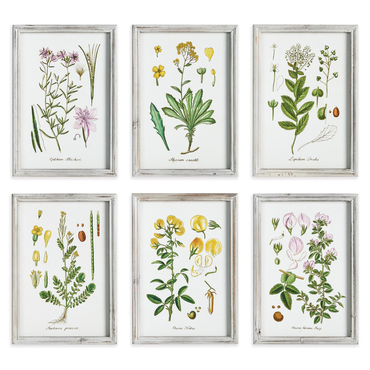 Napa  PERENNIAL BOTANICAL STUDY, SET OF 6