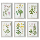 Napa  PERENNIAL BOTANICAL STUDY, SET OF 6