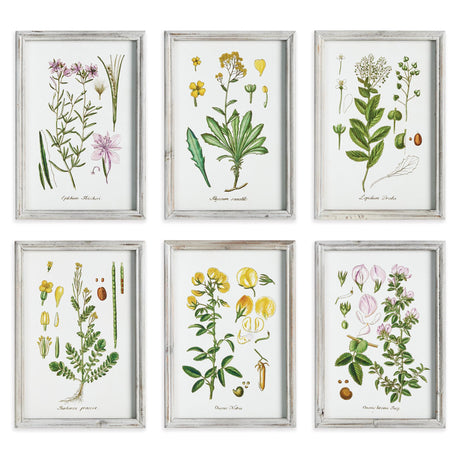 Napa  PERENNIAL BOTANICAL STUDY, SET OF 6