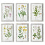 Napa  PERENNIAL BOTANICAL STUDY, SET OF 6