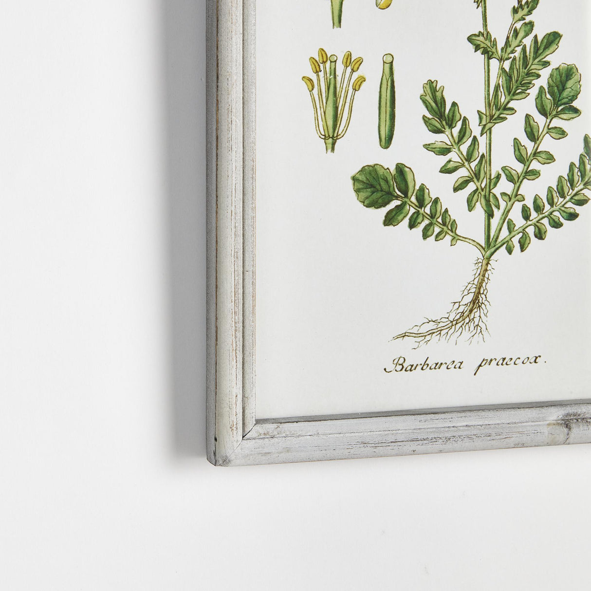 Napa  PERENNIAL BOTANICAL STUDY, SET OF 6