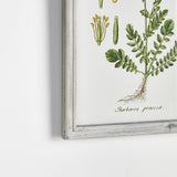 Napa  PERENNIAL BOTANICAL STUDY, SET OF 6