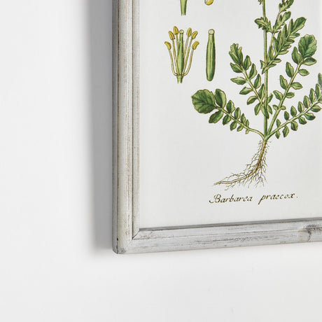 Napa  PERENNIAL BOTANICAL STUDY, SET OF 6