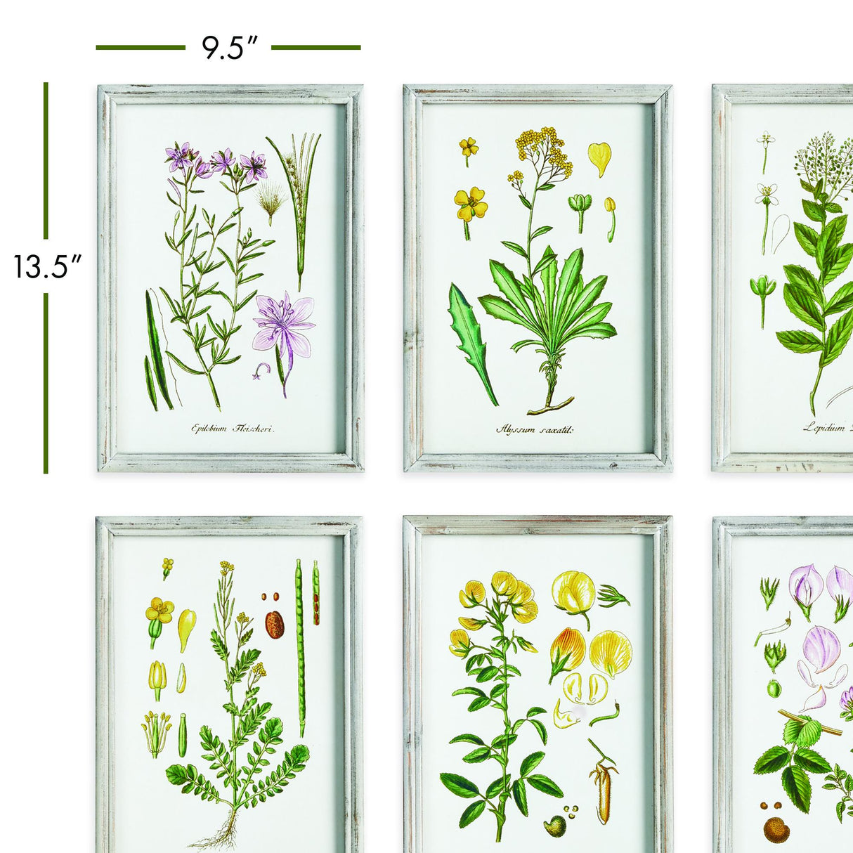 Napa  PERENNIAL BOTANICAL STUDY, SET OF 6