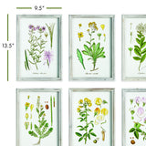Napa Green Perennial Botanical Study, Set Of 6