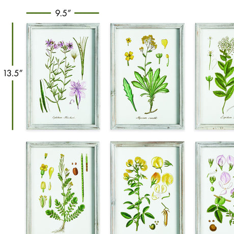 Napa Green Perennial Botanical Study, Set Of 6
