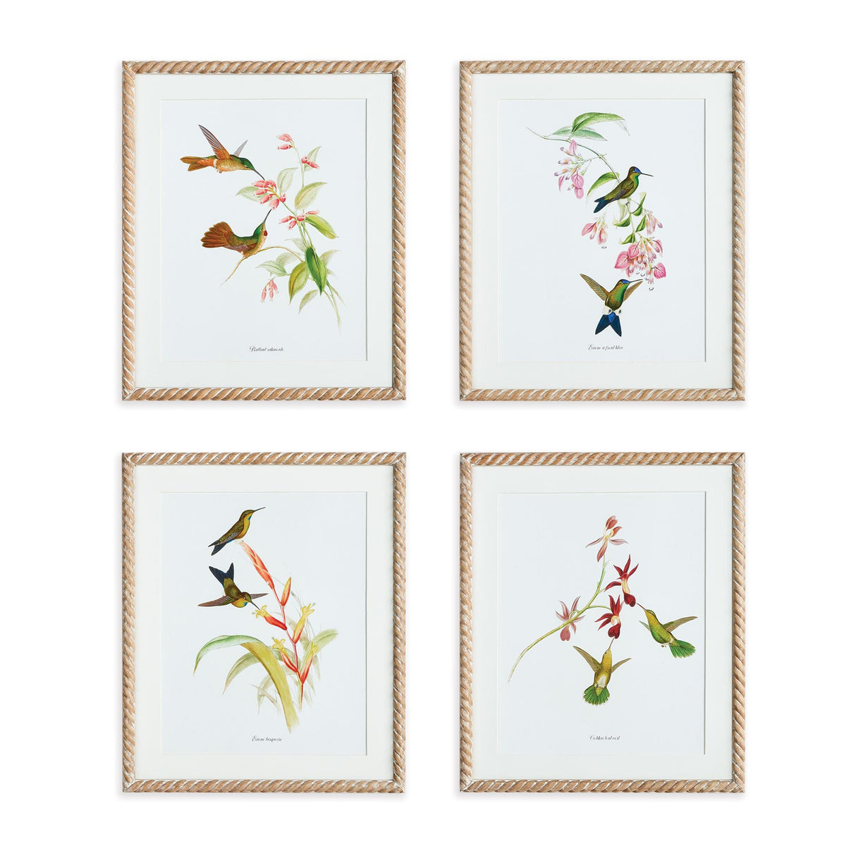 Napa  PLAYFUL HUMMINGBIRD PRINTS, SET OF 4