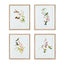 Napa  PLAYFUL HUMMINGBIRD PRINTS, SET OF 4