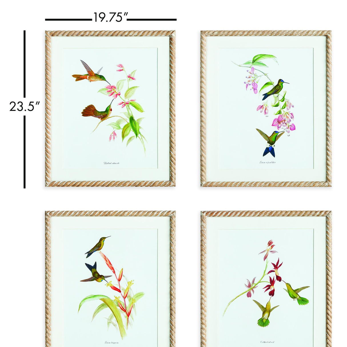 Napa  PLAYFUL HUMMINGBIRD PRINTS, SET OF 4