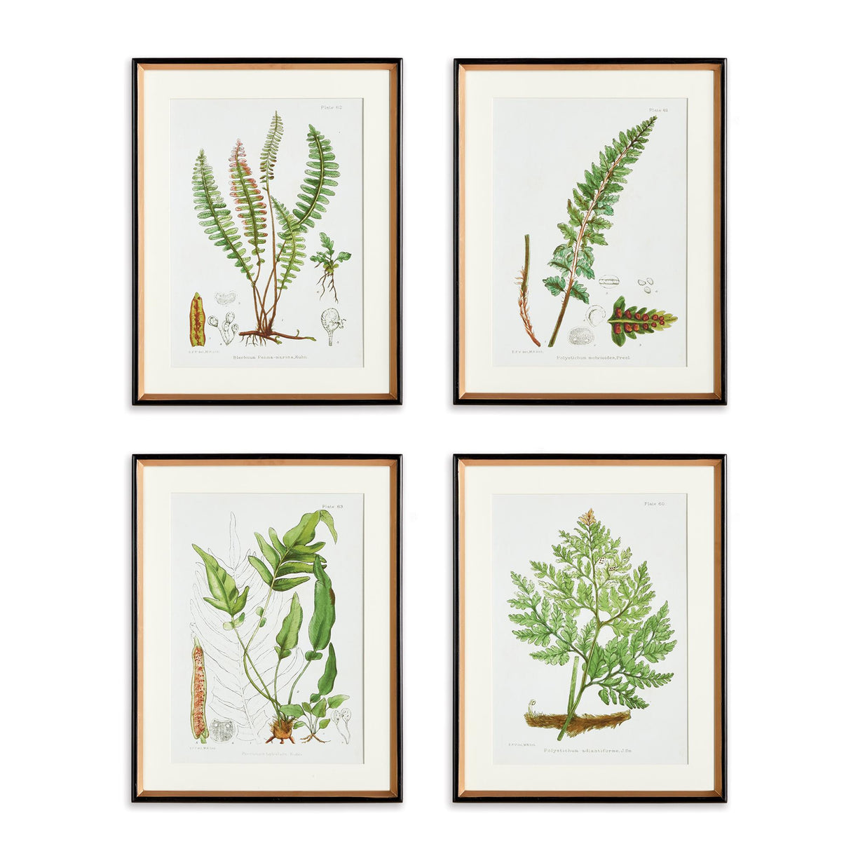 Napa Includes mat STRUCTURAL FERN STUDY, SET OF 4