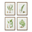 Napa Includes mat STRUCTURAL FERN STUDY, SET OF 4