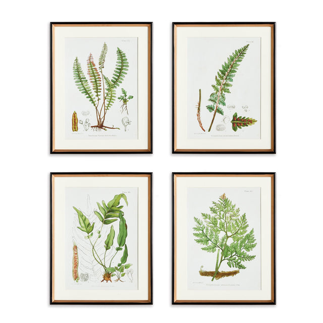 Napa Includes mat STRUCTURAL FERN STUDY, SET OF 4