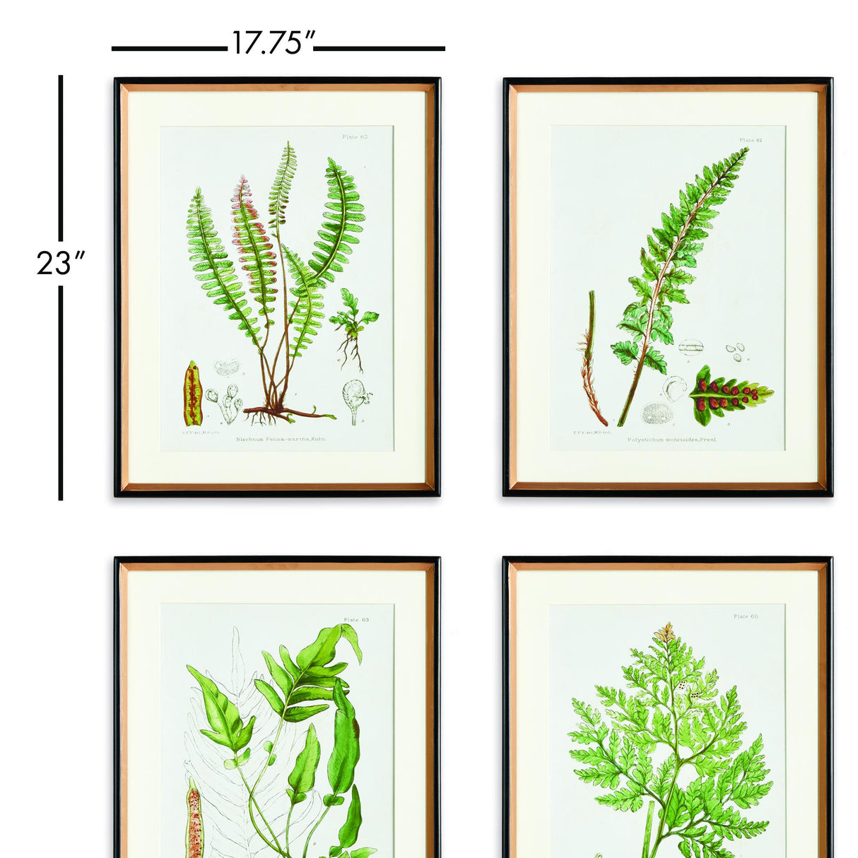 Napa Includes mat STRUCTURAL FERN STUDY, SET OF 4
