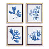Napa  INDIGO SEAWEED PRINTS, SET OF 4
