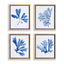 Napa  INDIGO SEAWEED PRINTS, SET OF 4