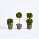 Napa Preserved boxwood BOXWOOD MINI TOPIARY DROP-INS, SET OF 3