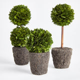 Napa Preserved boxwood BOXWOOD MINI TOPIARY DROP-INS, SET OF 3