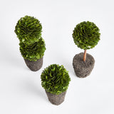 Napa Preserved boxwood BOXWOOD MINI TOPIARY DROP-INS, SET OF 3