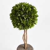 Napa Preserved boxwood BOXWOOD SINGLE SPHERE TOPIARY DROP-IN 16"