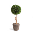 Napa Preserved boxwood BOXWOOD SINGLE SPHERE TOPIARY DROP-IN 16"